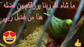 أجمل اللحظات مع طيوري وفتح العشوش ما شاء الله