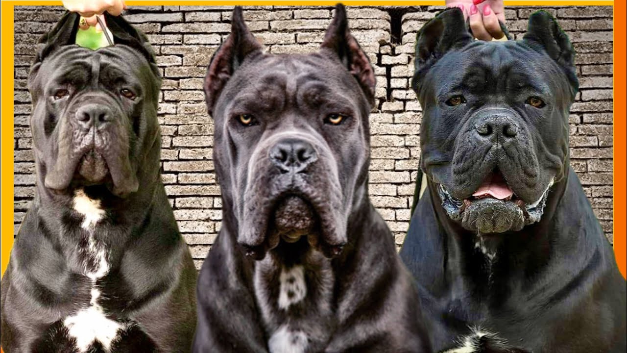 A Força do Cane Corso  O cão de guerra Italiano 