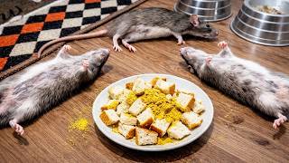 TODOS MORREM INSTANTANEAMENTE! COMO MATAR RATOS INSTANTANEAMENTE SEM VENENO E SEM GASTAR NADA