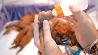 Anjing Mimik Susu Anjing Mimik Susu