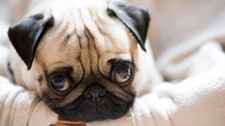 Pugs as Therapy Dogs💥Bringing Joy and Comfort to Those in Need💜 by Pets Avenues 253 views 1 year ago 2 minutes, 48 seconds