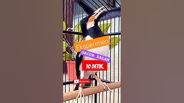 [asmr] Jalak Suren Gacor Lawan  Jalak Suren Macet, Jalak Suren Muda Agar Cepat Gacor #shorts #asmr
