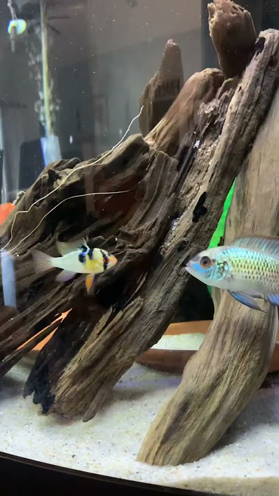 My Ram and electric blue acara like each other🥰🐠#beautifulfish #cichlids #shorts