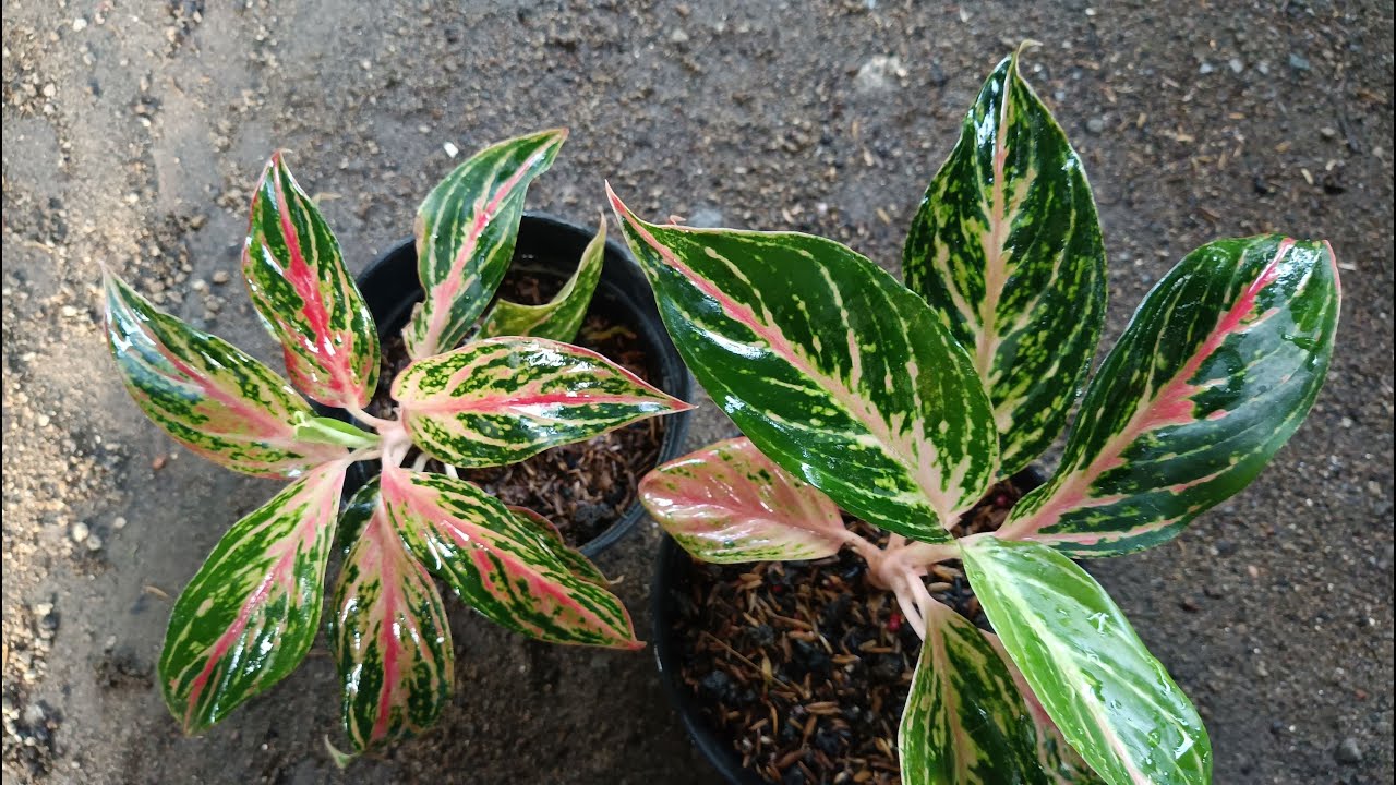 Aglaonema Butterfly I will propagate it because the leaves are eaten