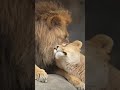 今宵はあたしから❤️オリトに寄り添うイオの乙女心🦁 #shorts