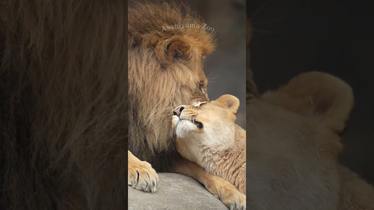 今宵はあたしから❤️オリトに寄り添うイオの乙女心🦁 #shorts