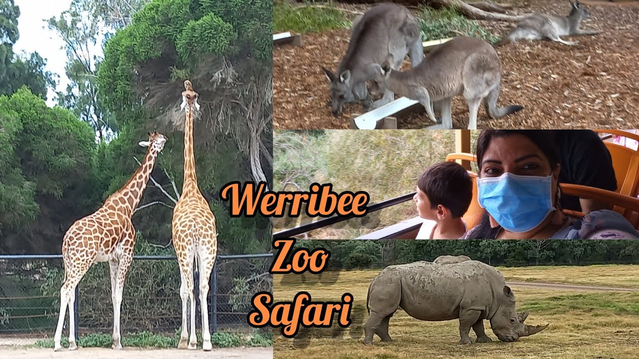 melbourne zoo safari tour