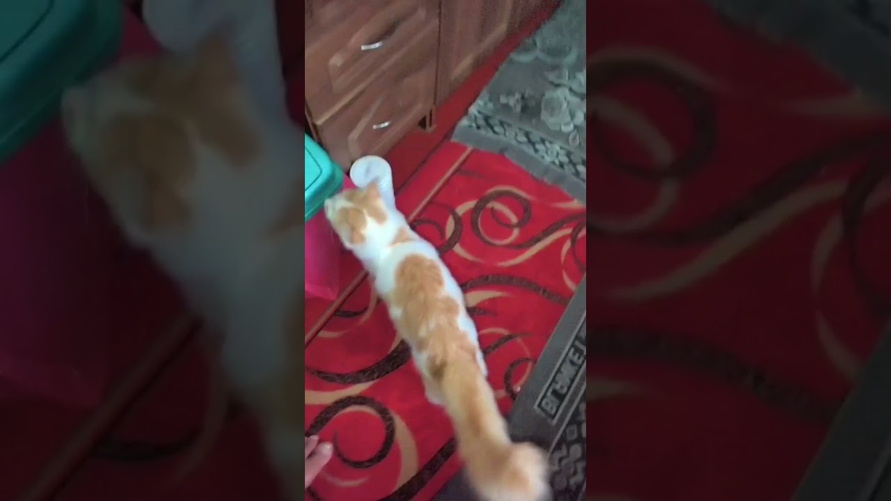 87 good little nice cat cats pet pets 