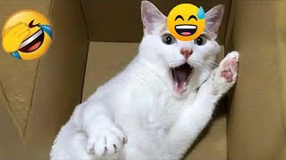 You Laugh You Lose Dogs And Cats  Funny Animal Videos #15