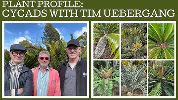 Plant profile: Cycads with Tim Uebergang, Curator of the Cycads at the Botanic Gardens Melbourne!