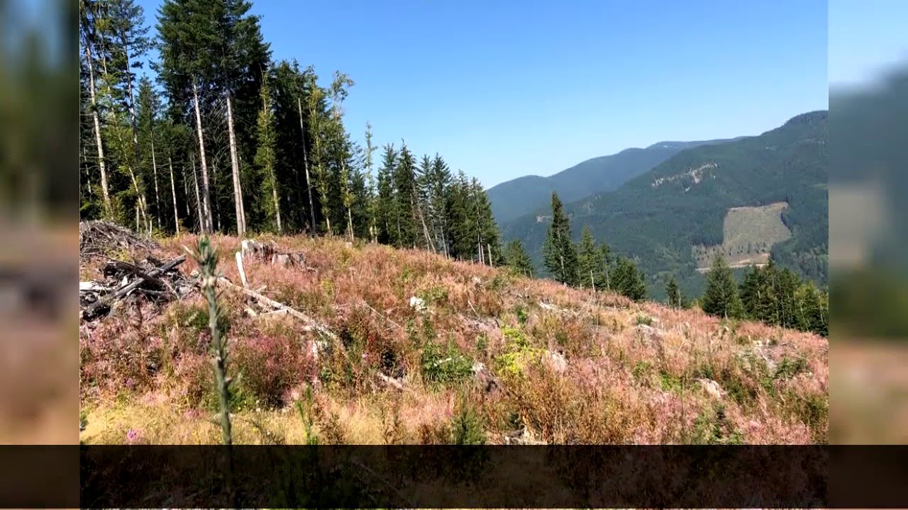 Morton Lots and Land For Sale Kjebsu Rd, Morton, WA 98356 YouTube
