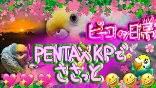 ピーコの日常〜PENTAX KPでささっと