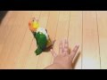 愉快なわせぉ【シロハラインコ/caique parrot】