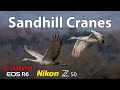 Sandhill Crane Photography • Nikon Z50 & Canon R6