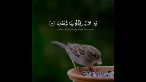وفي السماء رزقكم وما توعدون  | مقاطع واتس قرآن كريم| الشيخ عبد الباسط عبد الصمد #قرآن #نور_القرآن