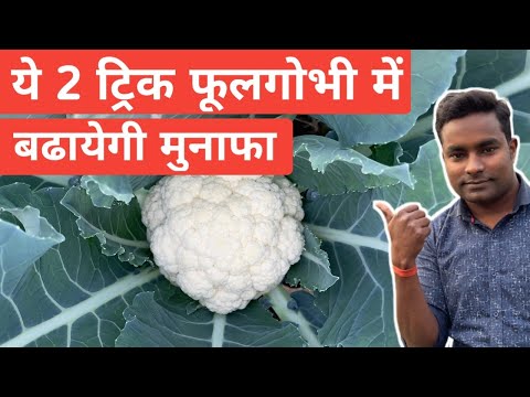 वीडियो: एक पैन में सुगंधित फूलगोभी के घोल में