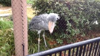 shoebill stork ハシビロコウ アサンテさん 挨拶くれた @上野動物園