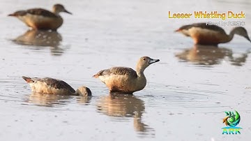 Lesser Whistling Duck#wildlife#thailand #Lesser Whistling Duck #birds