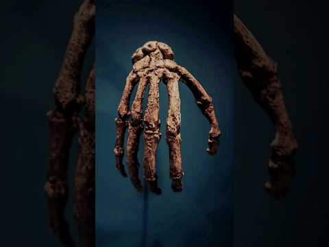 Homo naledi'nin İnsan Evrimindeki Tartışmalı Etkisi