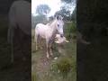 Застукали... (из тырнета) #mustang #horses #природа #лошади