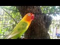 LOVEBIRD PAUD 2 BULAN LANGSUNG NYAUT, SUARA LOVEBIRD NGETIK, MEMASTERI LOVEBIRD YANG LELET