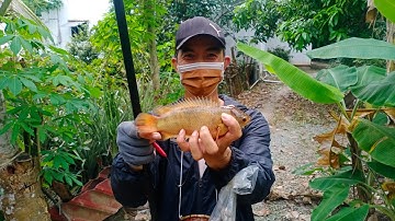 Câu cá rô đồng, trê vàng thiên nhiên: trúng ổ rô đồng khủng và bạn đồng hành được  cá rô  màu vàng.