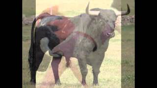 Video thumbnail of "The Untouchables - Lonely Bull"