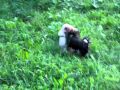 Tibetan Spaniel vs Yorkshire Terrier. Fight 3