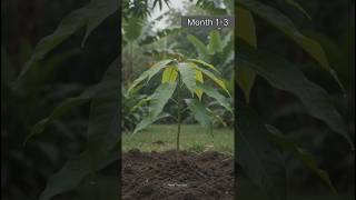 Mango Growth Time Lapse Part 3 🥭 | Month 1 To Month 3