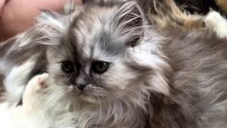 Kitten Fun!! She answers questions by NJ family 190 views 7 years ago 43 seconds