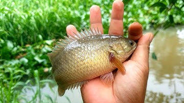 Câu cá rô đồng mùa nước nổi nhìn cá trên tay đẹp ]