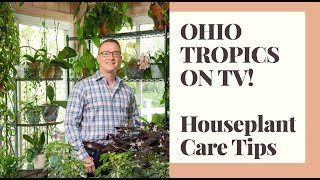 Easy Houseplants to Keep Alive - Ohio Tropics on TV! by Ohio Tropics Houseplant Care 2,501 views 4 years ago 4 minutes, 48 seconds