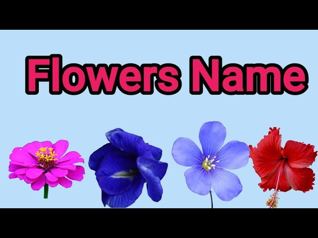 Flowers Name In English