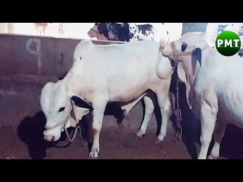 new-bulls-&-cows-for-sale-at-hasnain-cattle-farm-for-qurbani-at-bakra-eid-2019-&-cows-feeding-with-m