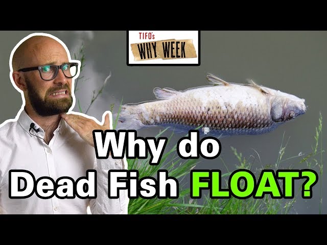 Why Week: Why Do Fish Float Upside Down When They Die? 