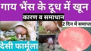 गाय भैंस के दूध में खून आना कैसे रोके सिर्फ 2 दिन में देसी फार्मूला