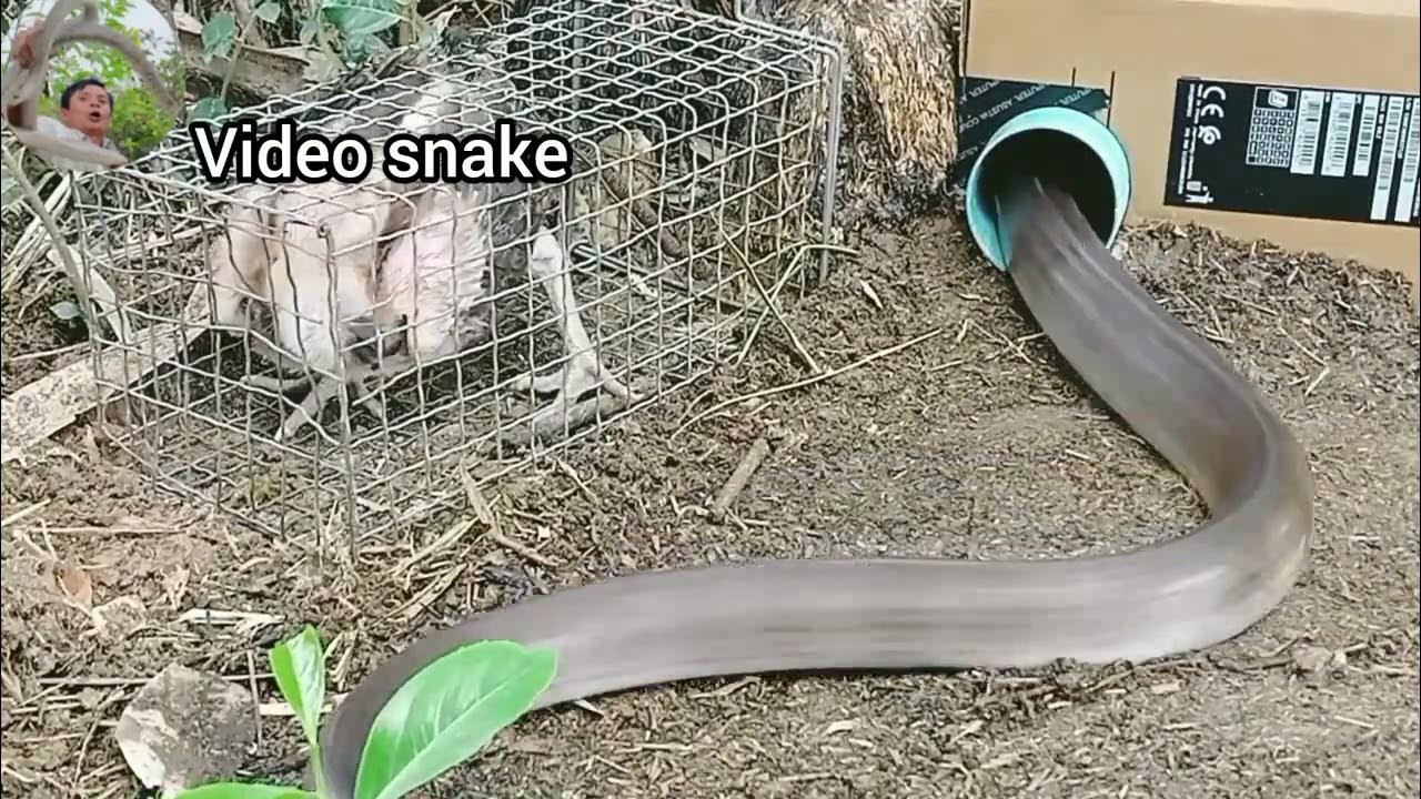 Use a computer case to trap snakes - YouTube