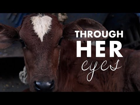 Through her eyes | A poem for animal liberation