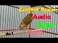 Masteran Kenari Durasi Panjang Cengkok Unik Pancingan Kenari Pasti Nyaut Mp3 - Mp4 Download