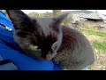 黒猫が鳴きながら擦り寄ってきたのでナデナデしたら膝の上に乗ってさらに頭の上にまで乗ってきた