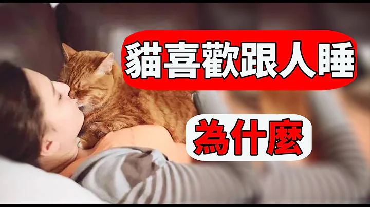 猫为什么喜欢睡在人身上？原因既让人爱惜又让人心疼！【猫咪行为学EP40】 - 天天要闻