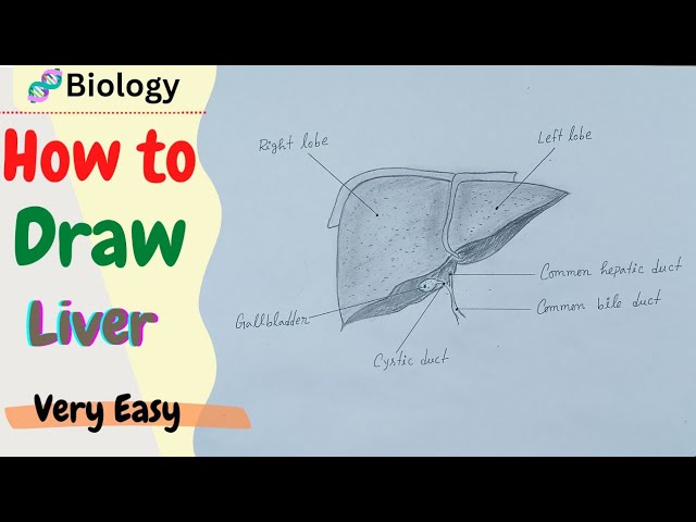 The human organ is the liver. sketch, hand-drawing style. vector posters  for the wall • posters vector, system, symbol | myloview.com