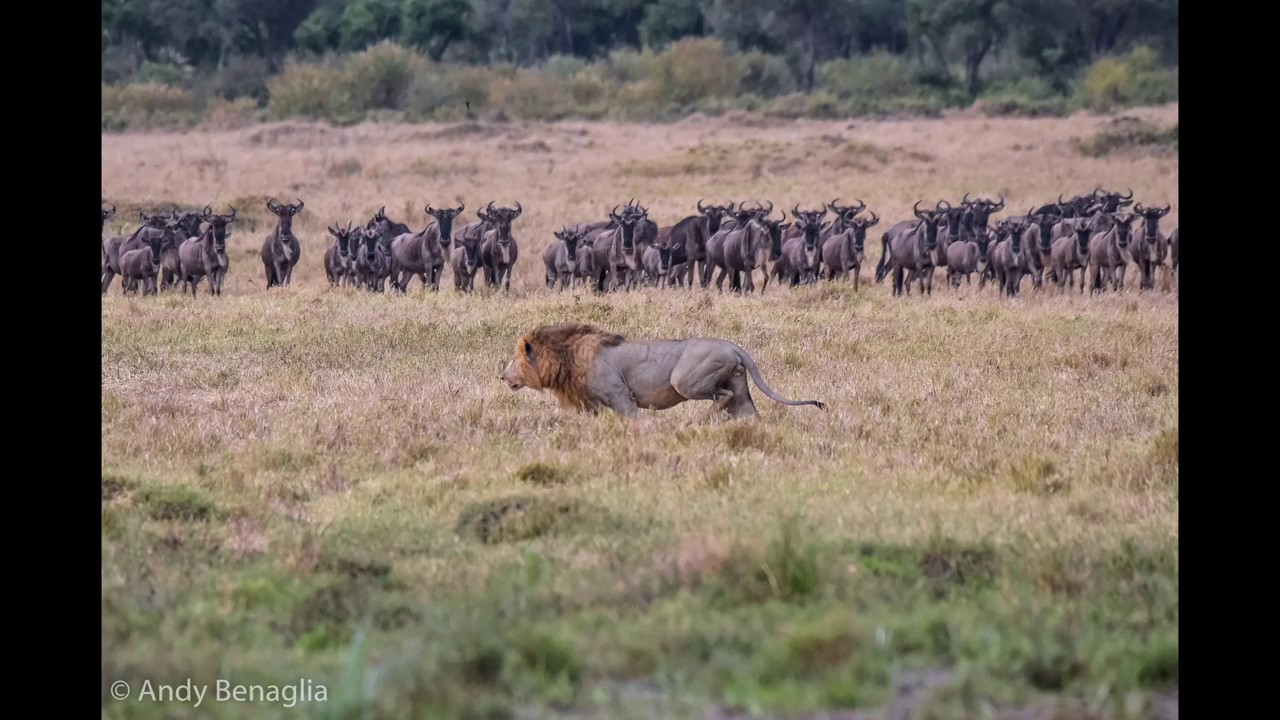 Male lion goes hunting - YouTube
