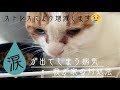 【閲覧注意】猫の流涙症について