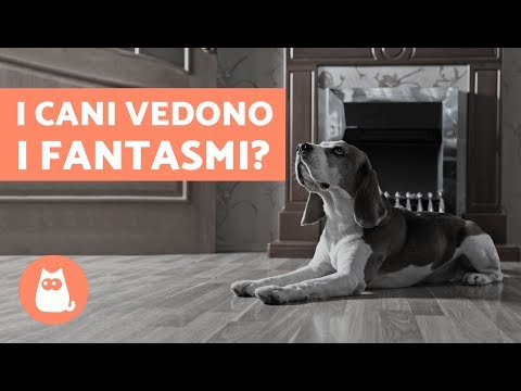 Video: Può il tuo cane percepire fantasmi o spiriti?