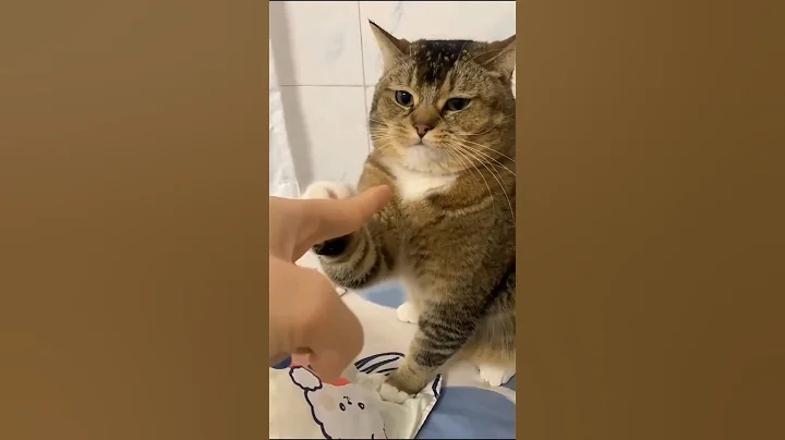 Watch the video about Cats are Pure Fun to Watch | Funny moments compilation #funny #comedyeffects #shortsfeed