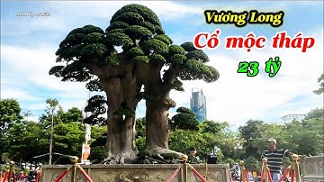 P2-Triển lãm SVC Quy Nhơn-Gia lai-duối siêu to độc dị-Tiền tỷ 