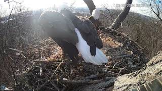 Hanover Pa Live Streaming Bald Eagle Nest Webcam Hdontap Com Mozilla Firefox 2024 02 26 08 28 3