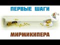 Как ухаживать за муравьями ● Camponotus turkestanus