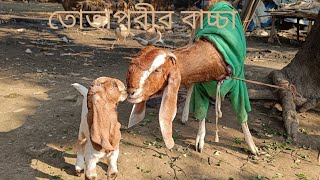 তোতা পরীর মেয়ে বাচ্চা